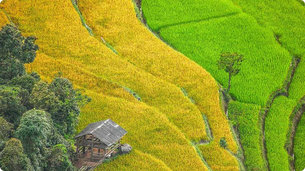 Hoang Su Phi