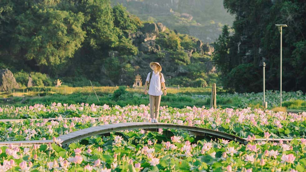 Lotus Ninh Binh